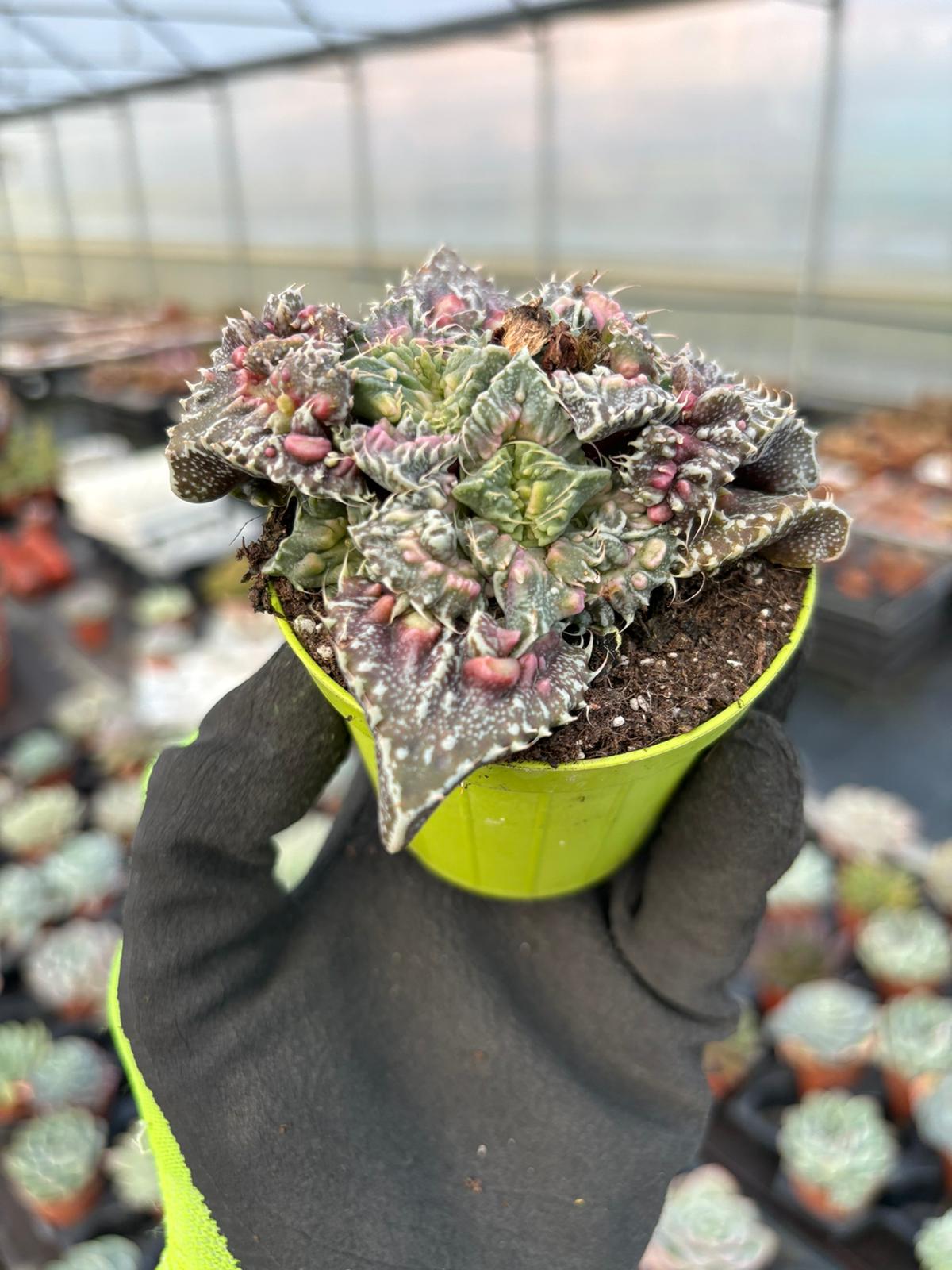 WhatsApp Image 2026-01-28 at 17.07.23 (1)