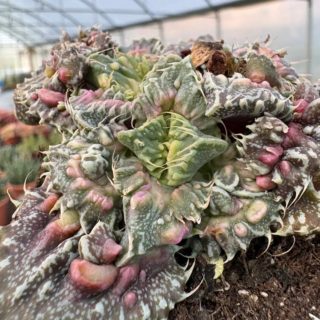 WhatsApp Image 2026-01-28 at 17.07.23 (2)