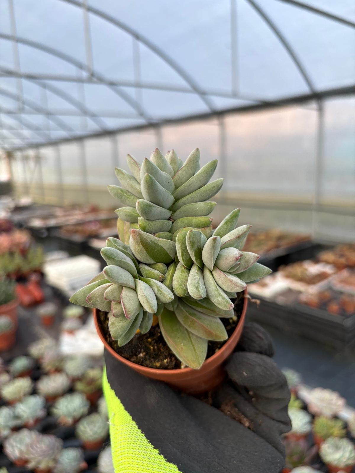 WhatsApp Image 2026-01-28 at 17.07.24 (3)