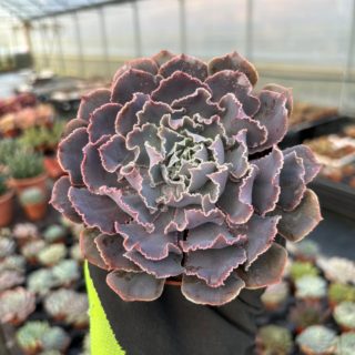 WhatsApp Image 2026-01-28 at 17.07.24