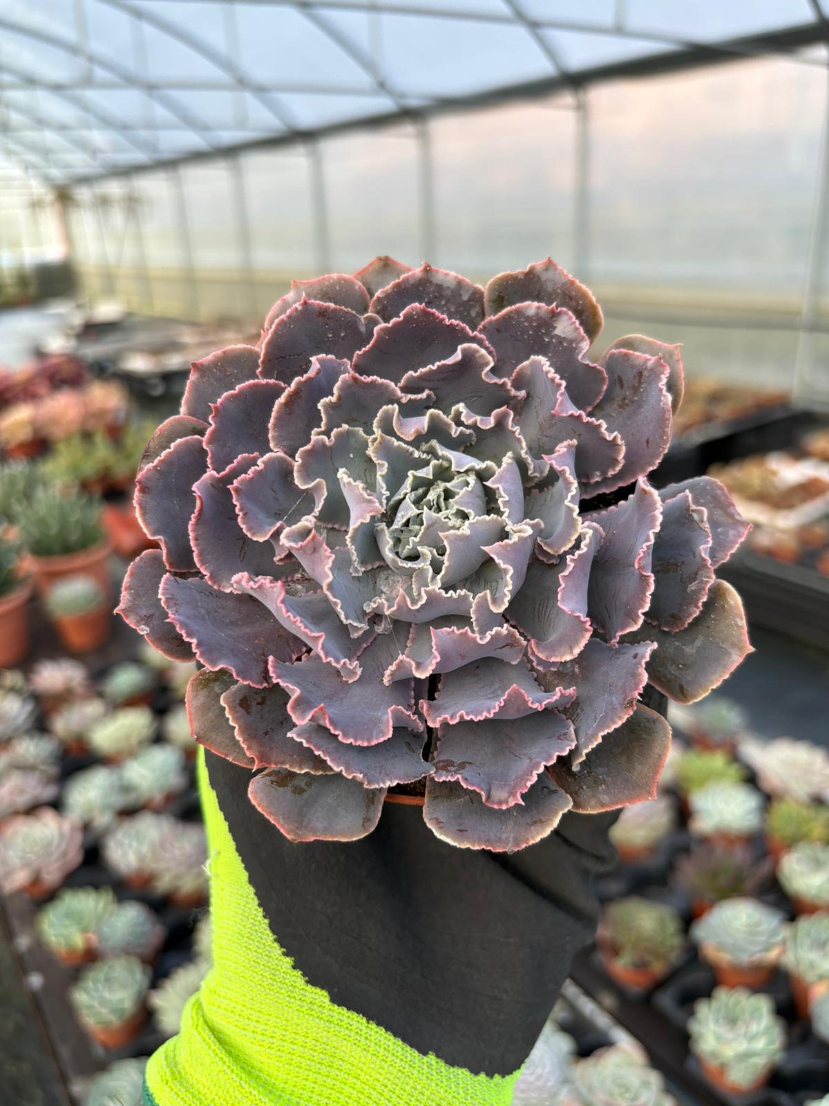 WhatsApp Image 2026-01-28 at 17.07.24