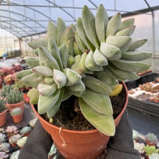 WhatsApp Image 2026-01-28 at 17.07.25 (1)