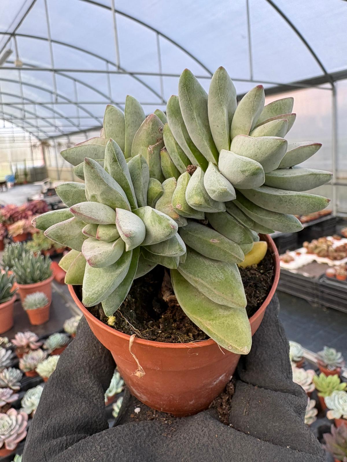 WhatsApp Image 2026-01-28 at 17.07.25 (1)