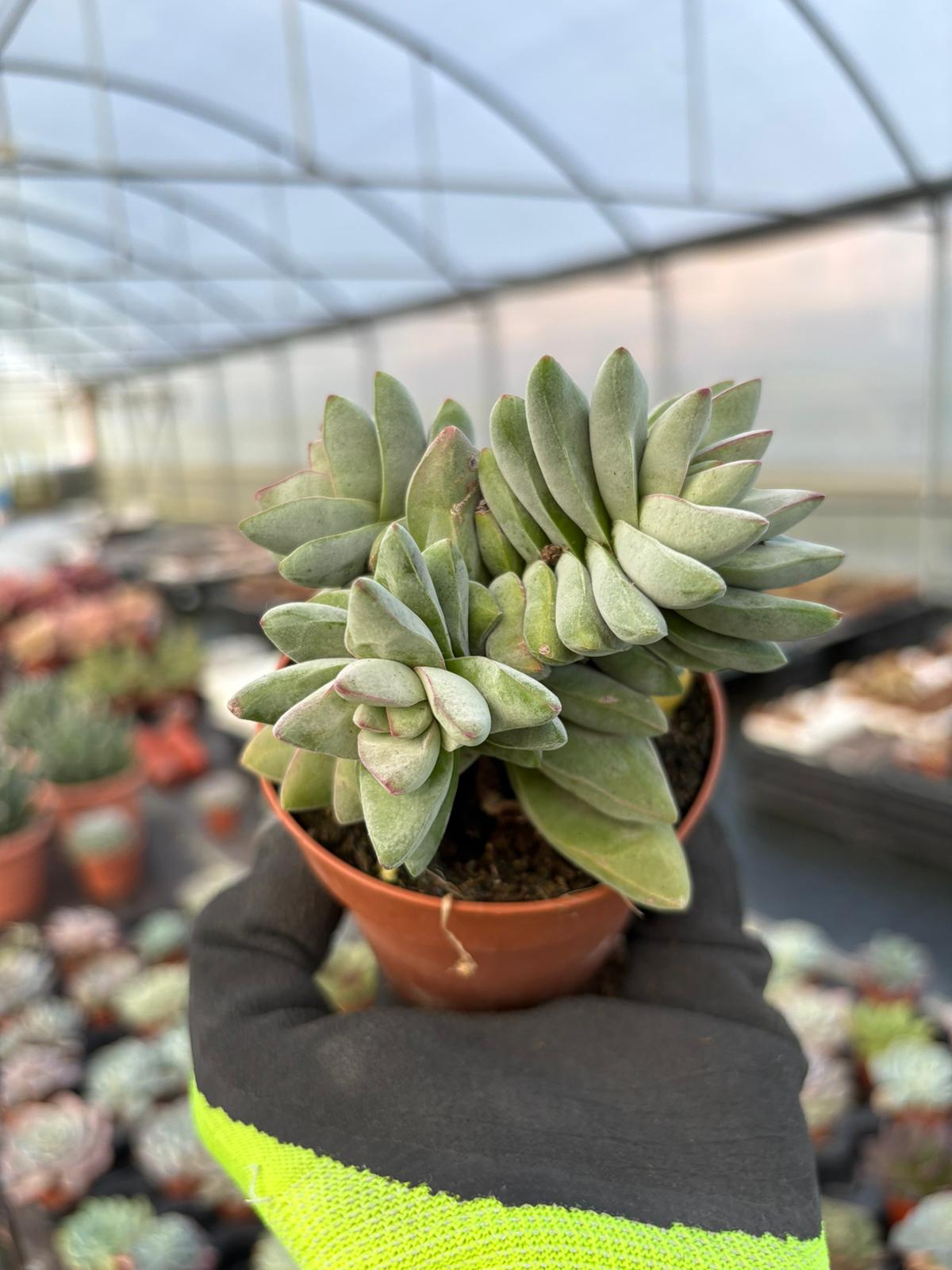 WhatsApp Image 2026-01-28 at 17.07.25