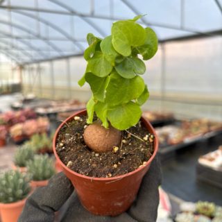 WhatsApp Image 2026-01-28 at 17.07.26 (2)