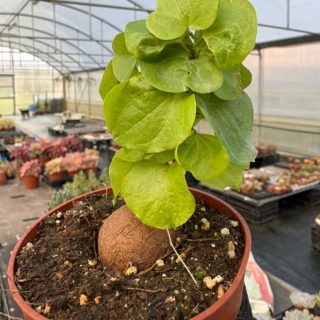 WhatsApp Image 2026-01-28 at 17.07.27