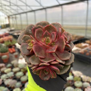 WhatsApp Image 2026-01-28 at 17.07.30 (1)