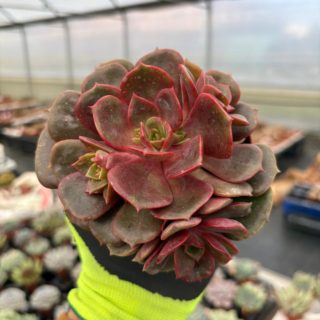 WhatsApp Image 2026-01-28 at 17.07.30 (2)