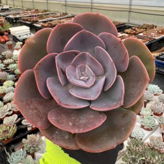 WhatsApp Image 2026-01-28 at 17.07.32