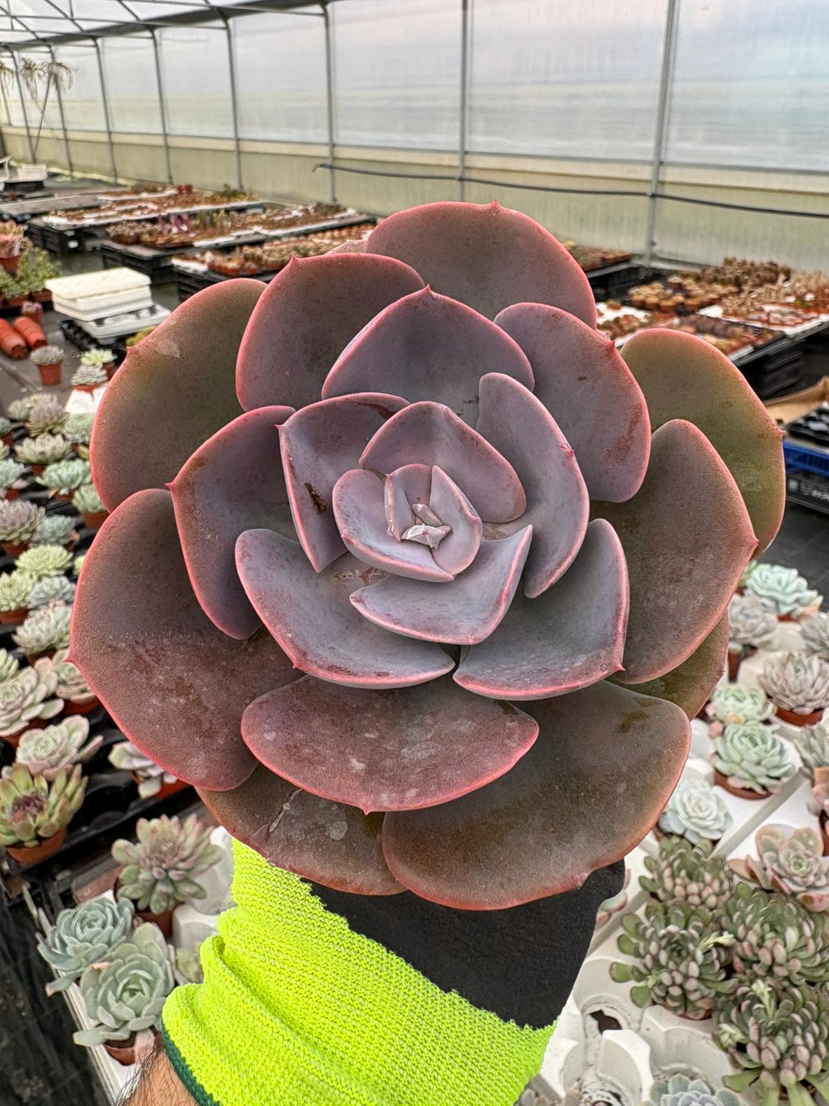 WhatsApp Image 2026-01-28 at 17.07.32