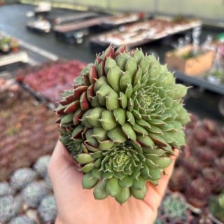 WhatsApp Image 2026-02-01 at 23.48.52