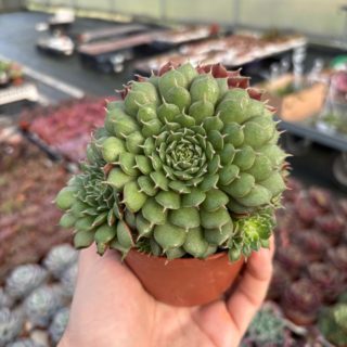 WhatsApp Image 2026-02-01 at 23.48.53