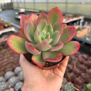 WhatsApp Image 2026-02-01 at 23.48.54 (1)