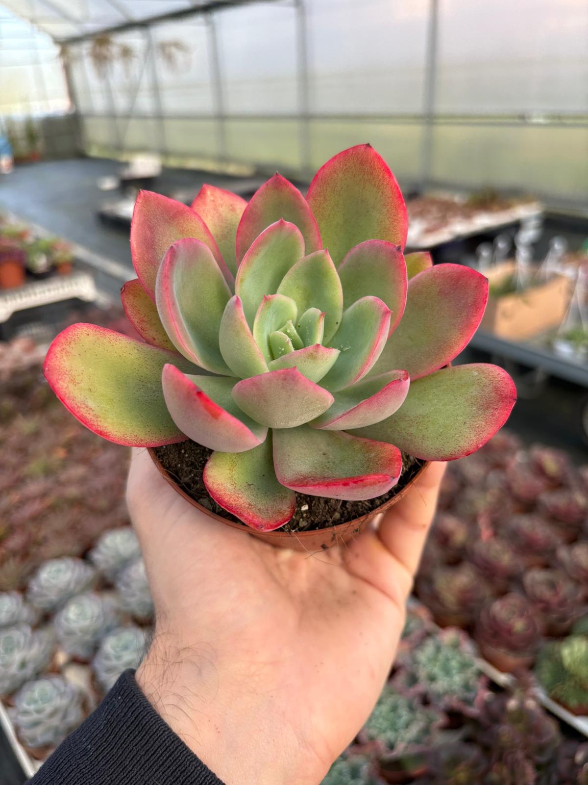 WhatsApp Image 2026-02-01 at 23.48.54 (1)