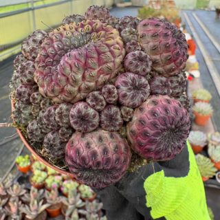 WhatsApp Image 2026-02-01 at 23.48.58 (2)