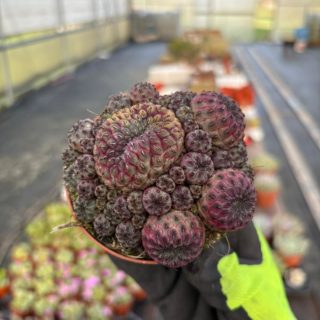 WhatsApp Image 2026-02-01 at 23.48.58 (3)