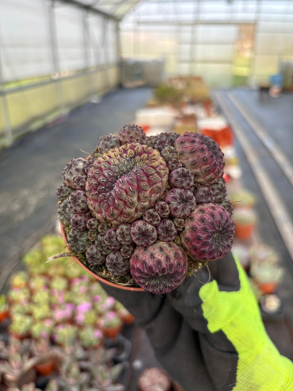 WhatsApp Image 2026-02-01 at 23.48.58 (3)