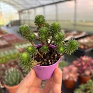 WhatsApp Image 2026-02-01 at 23.49.03 (1)