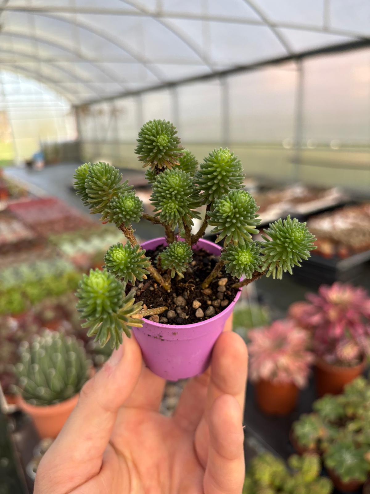 WhatsApp Image 2026-02-01 at 23.49.03 (1)