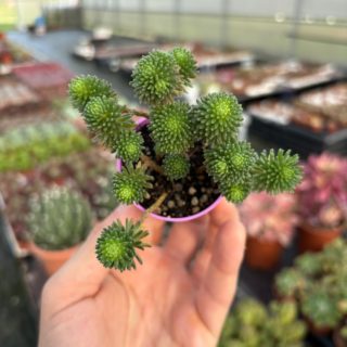 WhatsApp Image 2026-02-01 at 23.49.03 (2)