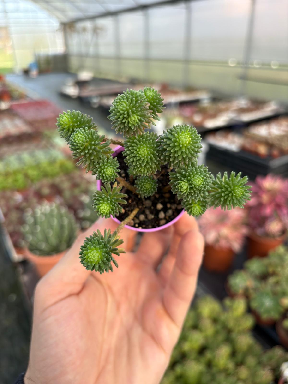 WhatsApp Image 2026-02-01 at 23.49.03 (2)