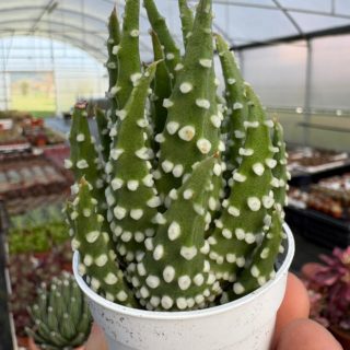 WhatsApp Image 2026-02-01 at 23.49.04 (1)