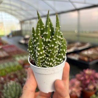 WhatsApp Image 2026-02-01 at 23.49.04