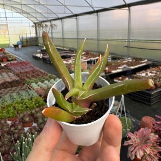 WhatsApp Image 2026-02-01 at 23.49.06 (1)