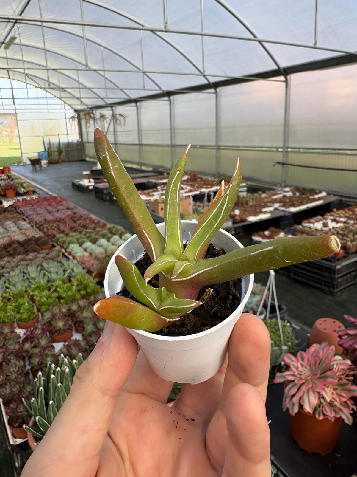 WhatsApp Image 2026-02-01 at 23.49.06 (1)