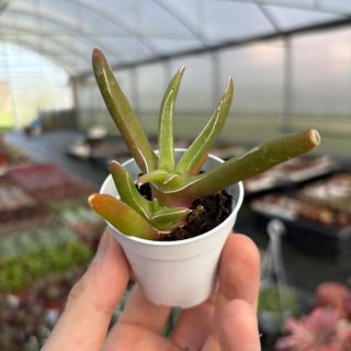 WhatsApp Image 2026-02-01 at 23.49.06 (2)