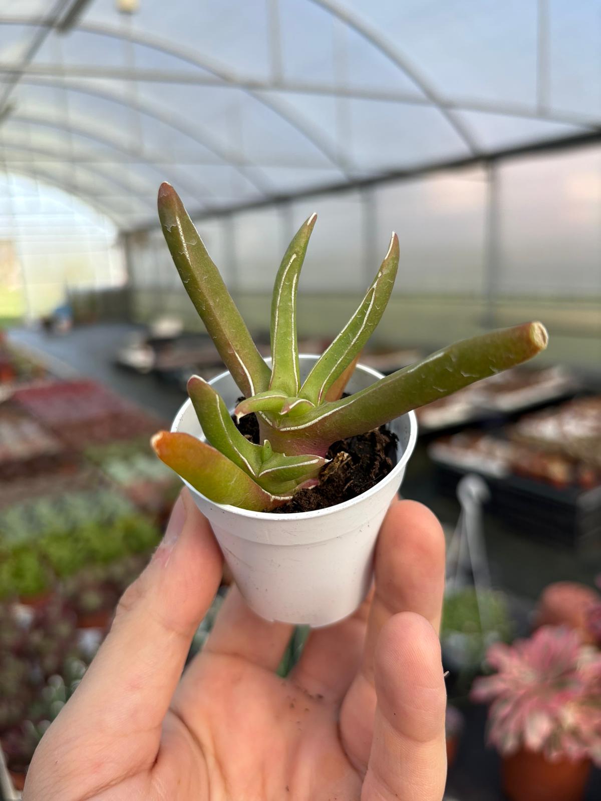 WhatsApp Image 2026-02-01 at 23.49.06 (2)