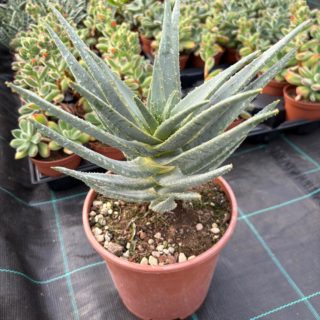 WhatsApp Image 2026-02-01 at 23.49.13 (1)