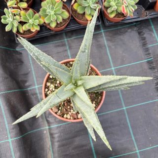 WhatsApp Image 2026-02-01 at 23.49.13