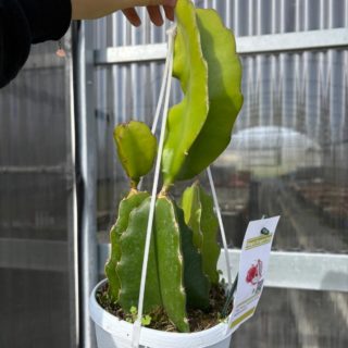 WhatsApp Image 2026-02-01 at 23.49.16 (1)