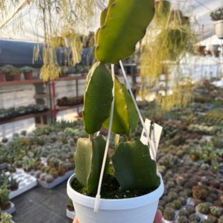 WhatsApp Image 2026-02-01 at 23.49.16