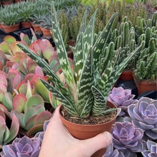 WhatsApp Image 2026-02-22 at 10.53.35 (1)