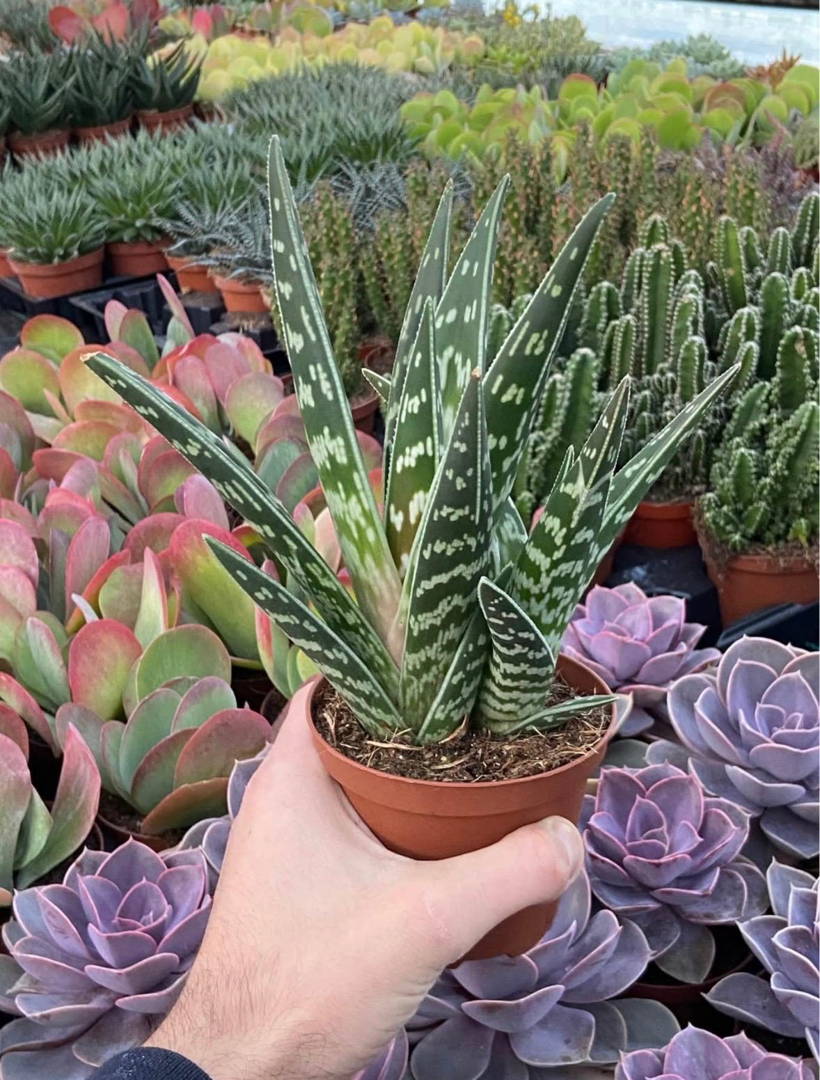 WhatsApp Image 2026-02-22 at 10.53.35 (1)