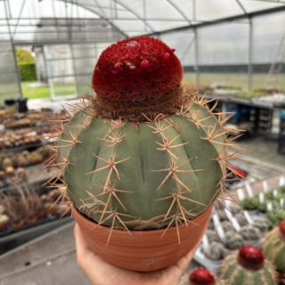 WhatsApp Image 2026-03-13 at 08.44.35