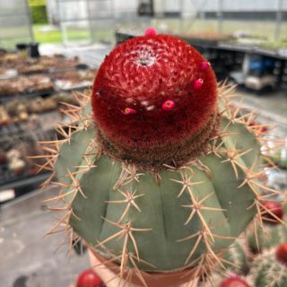 WhatsApp Image 2026-03-13 at 08.44.36