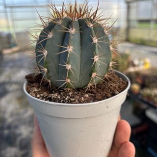 WhatsApp Image 2026-03-13 at 12.46.05 (1)