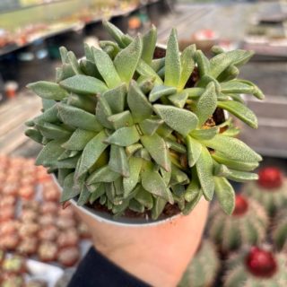 WhatsApp Image 2026-03-13 at 12.46.11 (1)