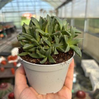 WhatsApp Image 2026-03-13 at 12.46.11