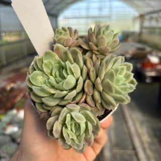 WhatsApp Image 2026-03-13 at 12.46.15