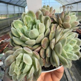 WhatsApp Image 2026-03-13 at 12.46.16