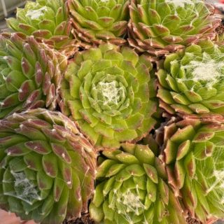 WhatsApp Image 2026-03-13 at 12.46.21 (1)