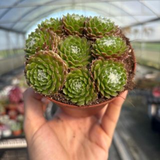 WhatsApp Image 2026-03-13 at 12.46.22