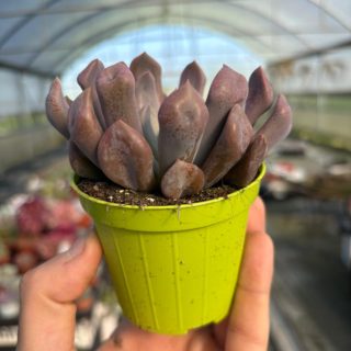 WhatsApp Image 2026-03-13 at 12.46.25