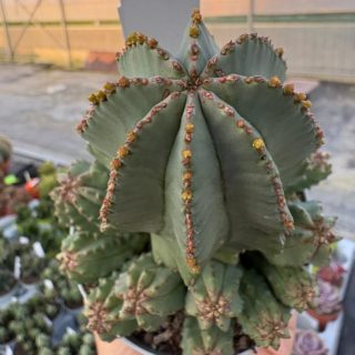 WhatsApp Image 2026-03-19 at 19.09.49