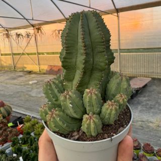 WhatsApp Image 2026-03-19 at 19.09.51 (2)