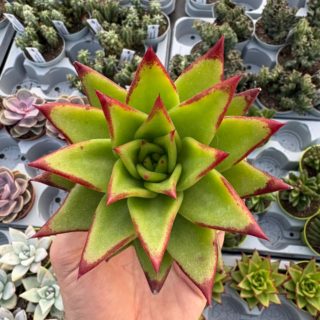 WhatsApp Image 2026-03-19 at 19.09.54